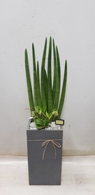 스튜키