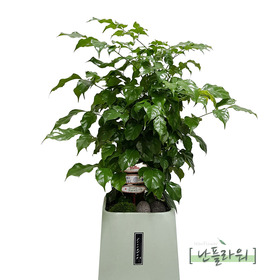 녹보수