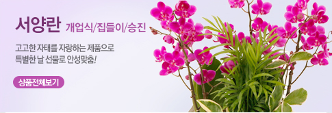 서양란